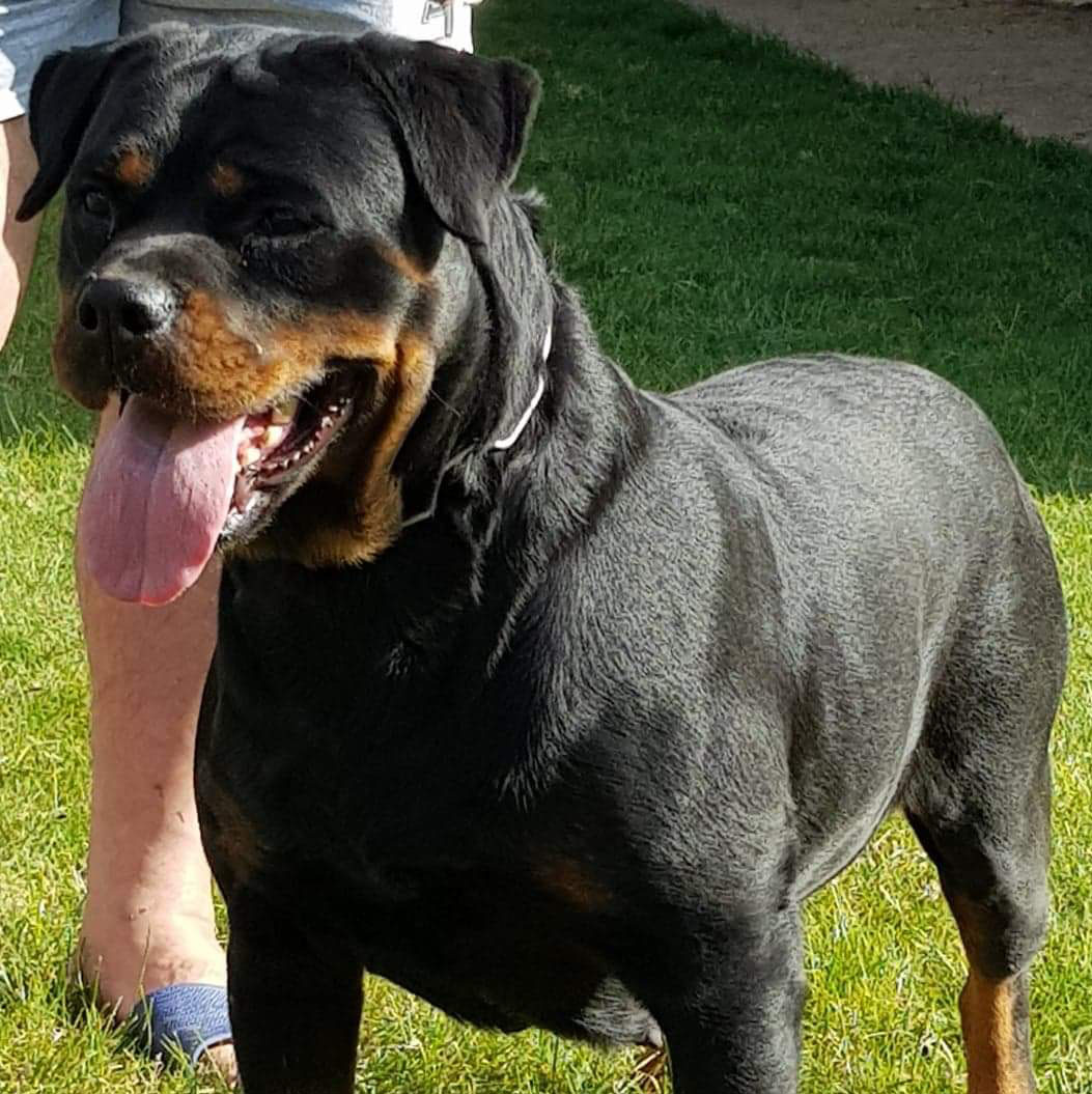 Home - Murphy's Guardian Angel Rottweilers